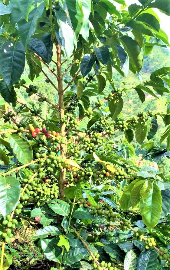 Finca El Topacio - Café Don Juancho