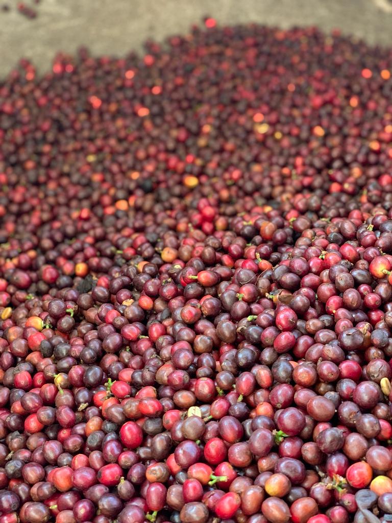 Finca El Topacio - Café Don Juancho