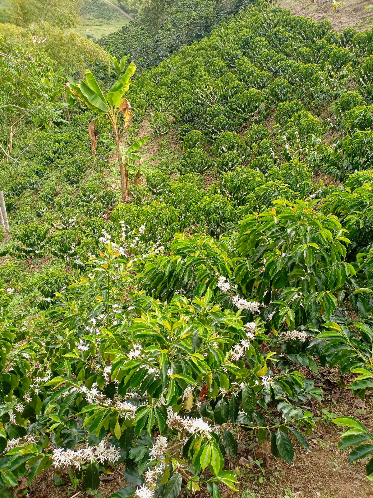 c100-004