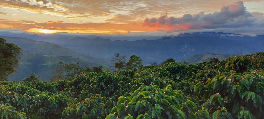 Finca El Ciprés - 柏木庄园