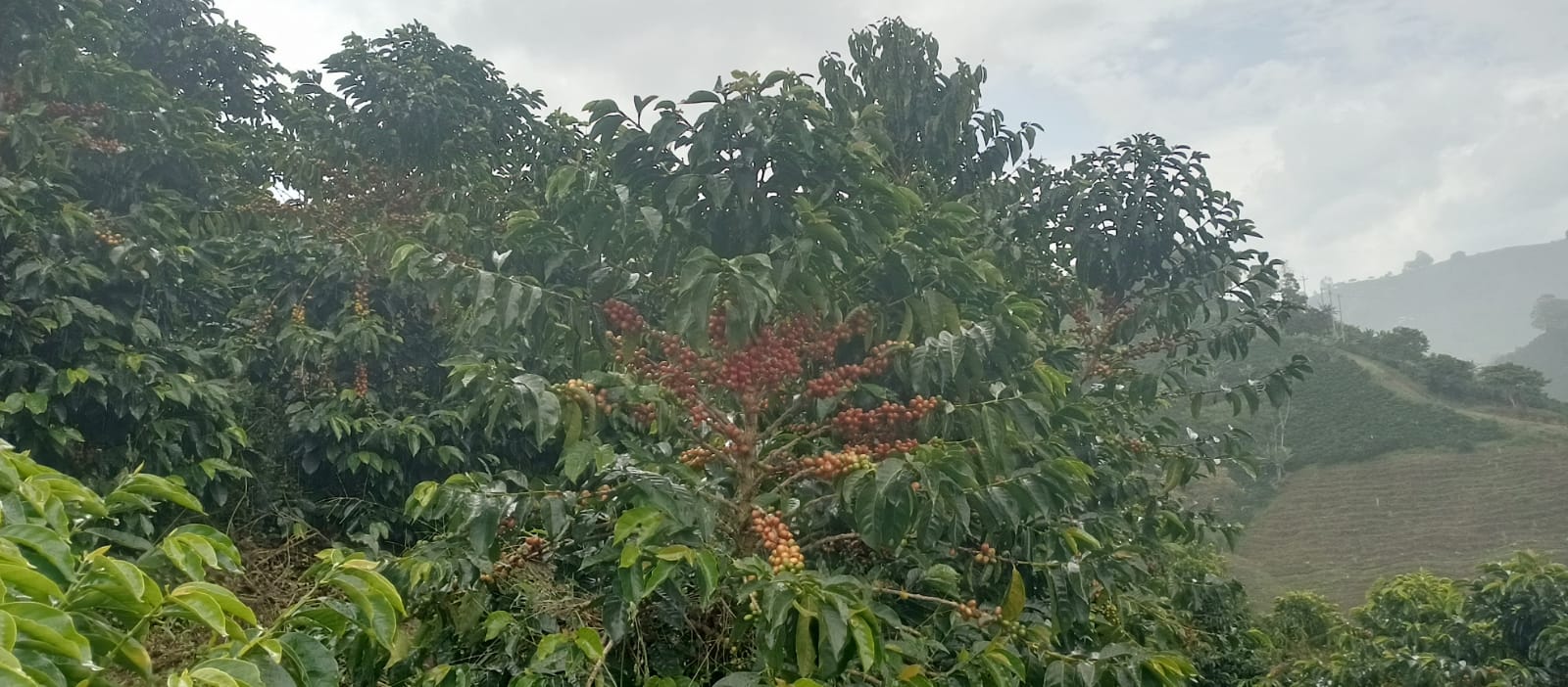 Finca Santa Elena 圣伊莲娜庄园 Finca Santa Elena 圣伊莲娜庄园