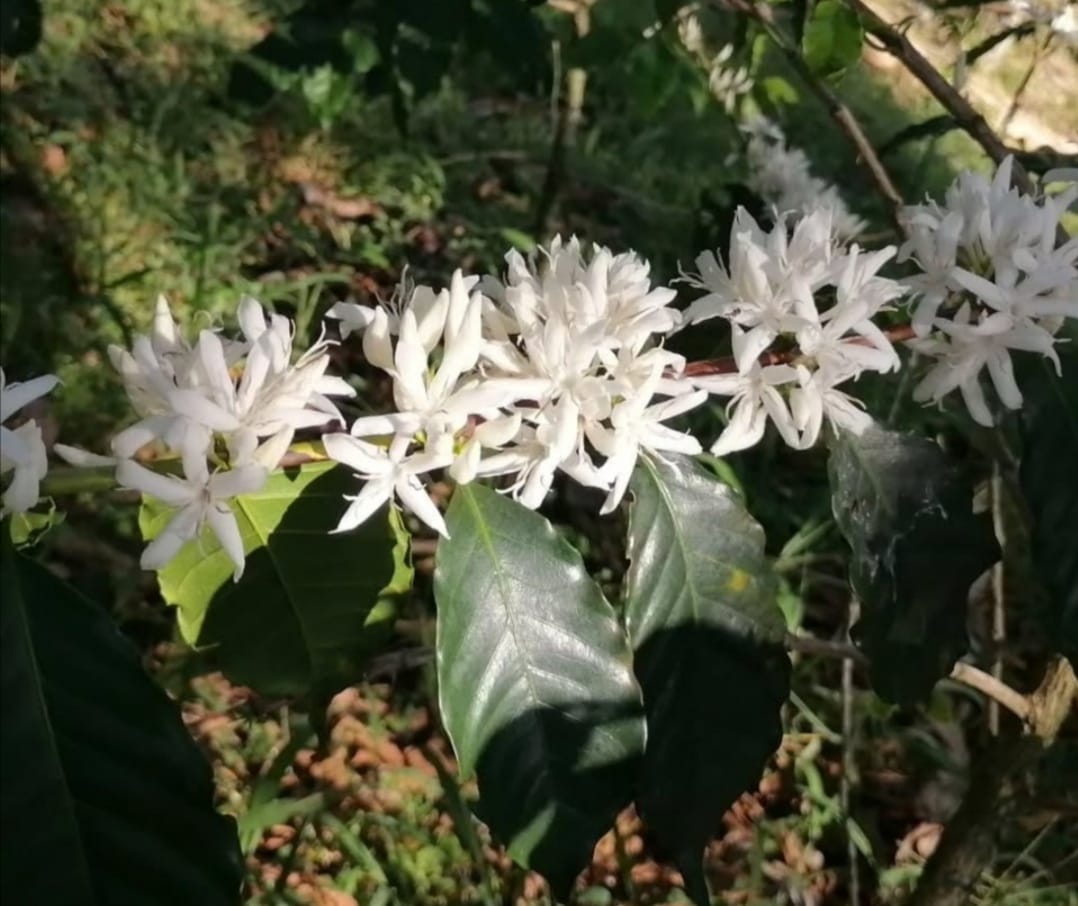 Finca La Primavera