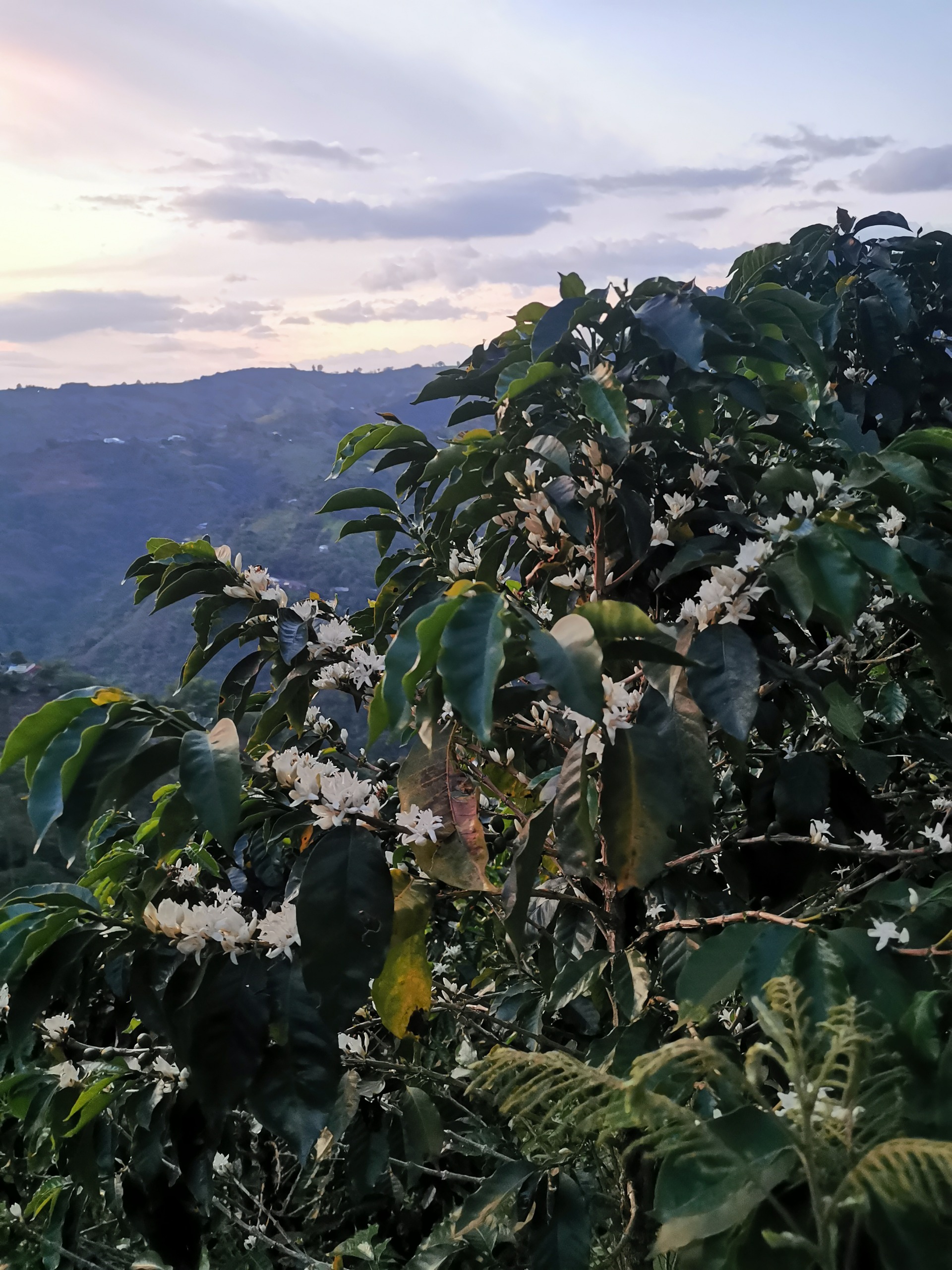 Finca Veracruz - GRANOLAB SAS