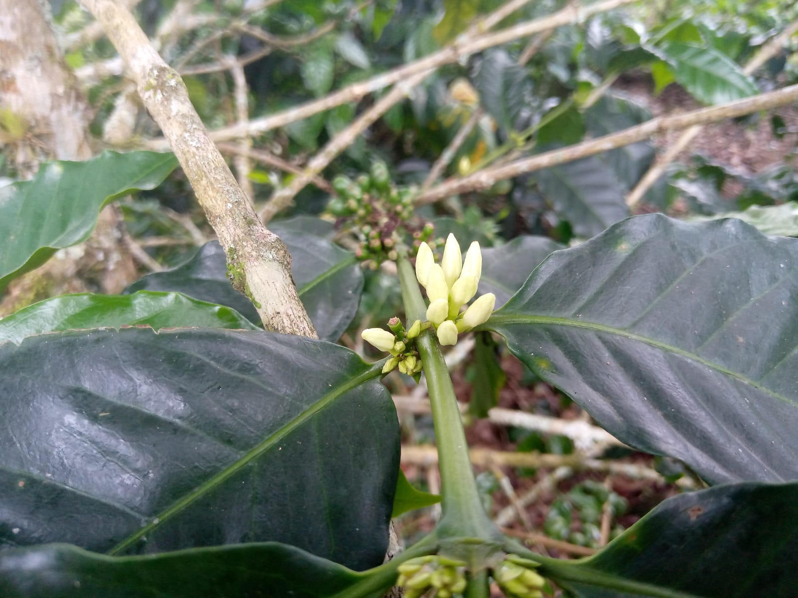 fvp-057