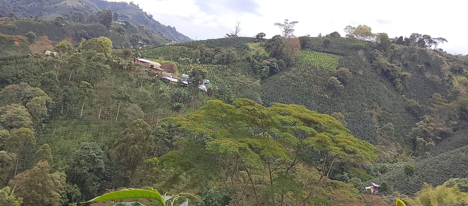 Finca La Loma (Wilmer Moncayo)
